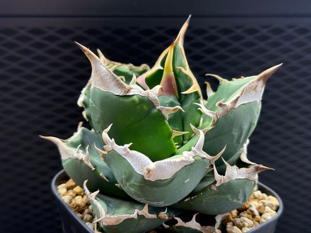 アガベ 白象 子株