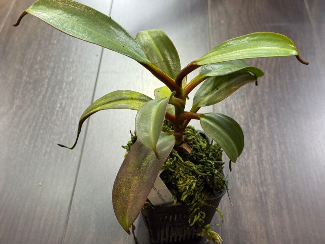 食虫植物N. edwardsiana Tambuyukon