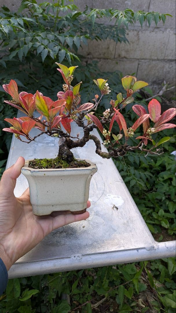 ゴモジュ盆栽　御門樹　花物