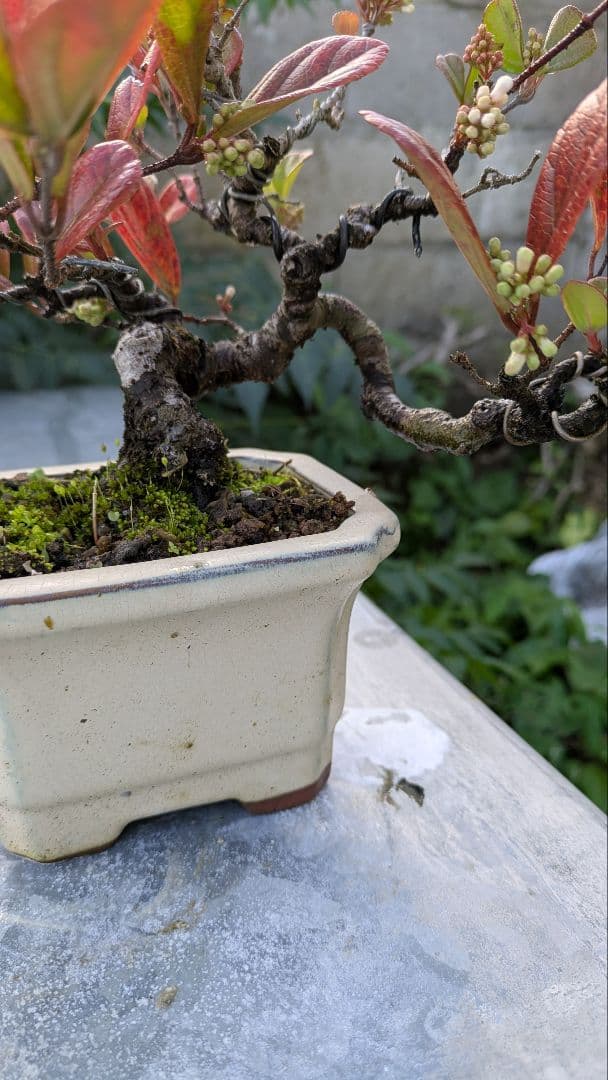 ゴモジュ盆栽　御門樹　花物