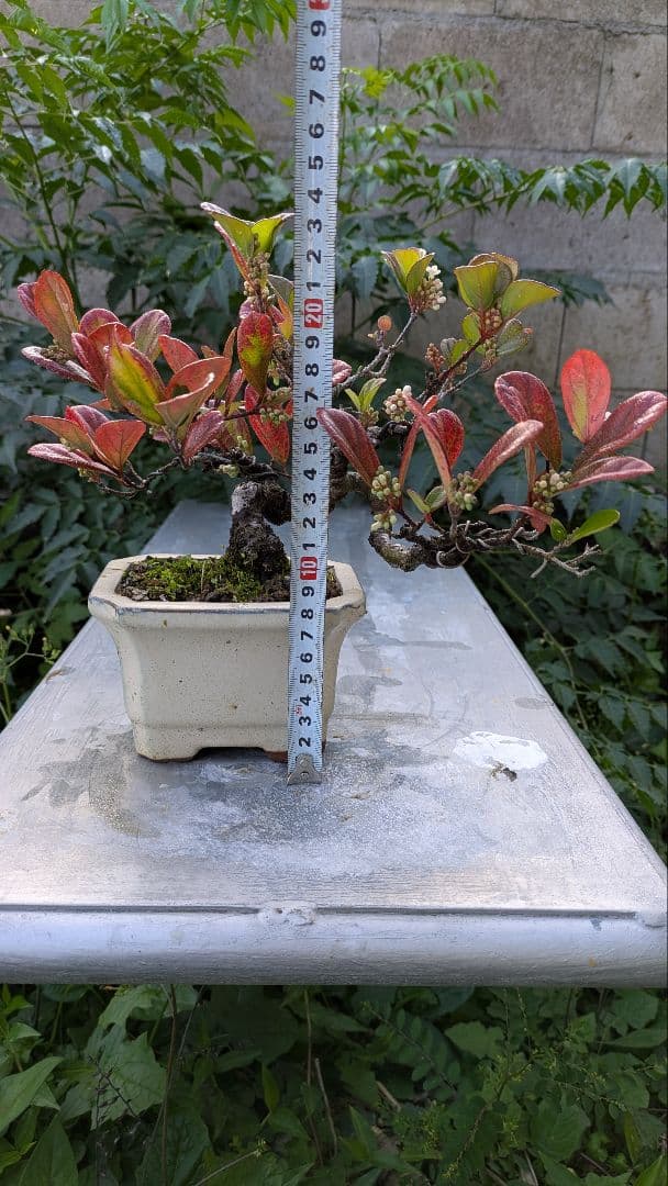 ゴモジュ盆栽　御門樹　花物