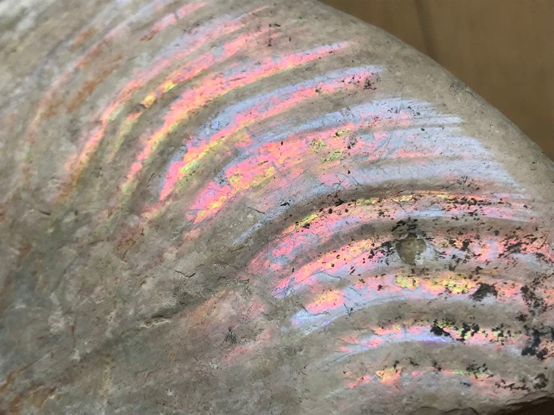 【限定価格】マダガスカル産　アンモナイト化石青（クリオニセラス）大サイズ