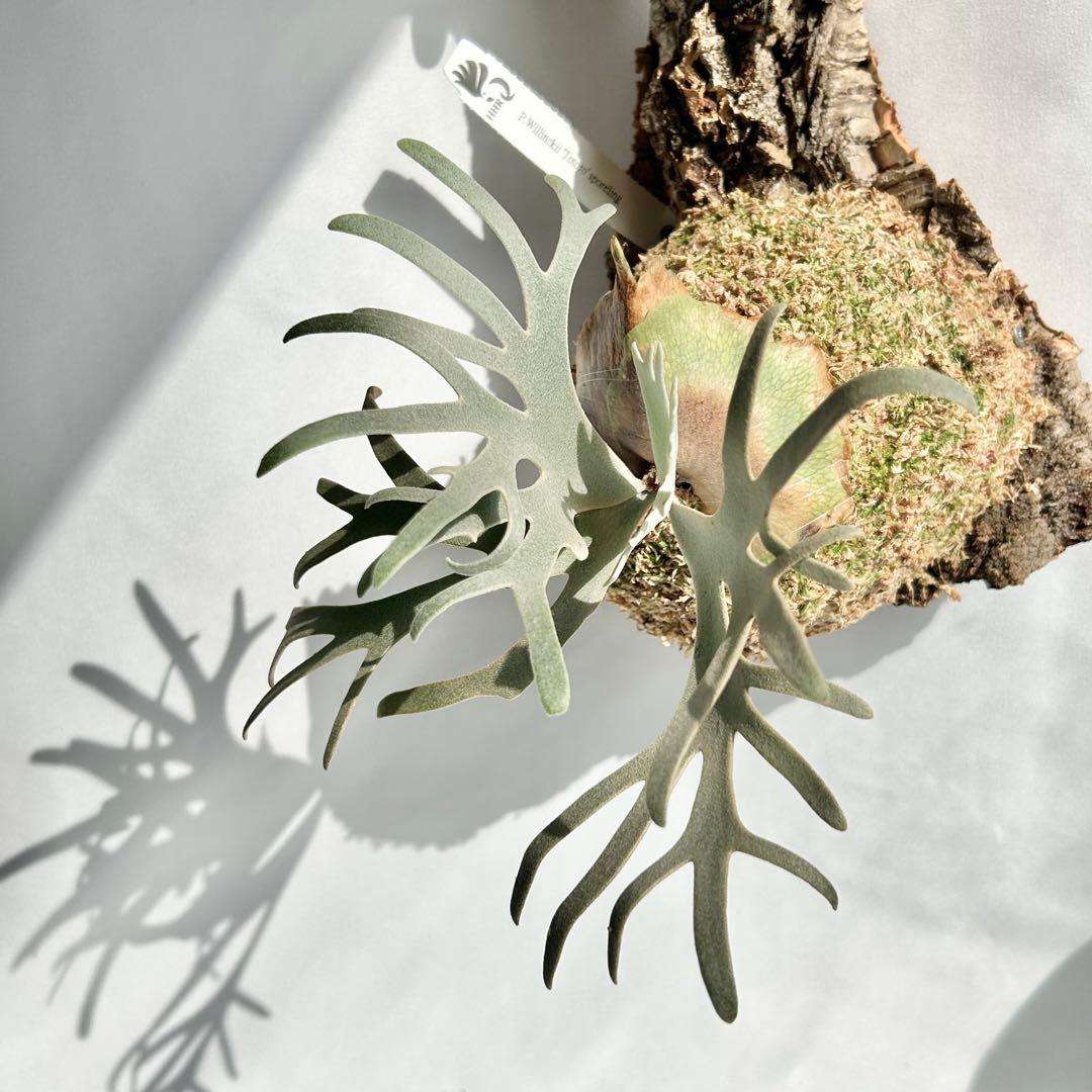 P. Willinckii Totoro' （spore）