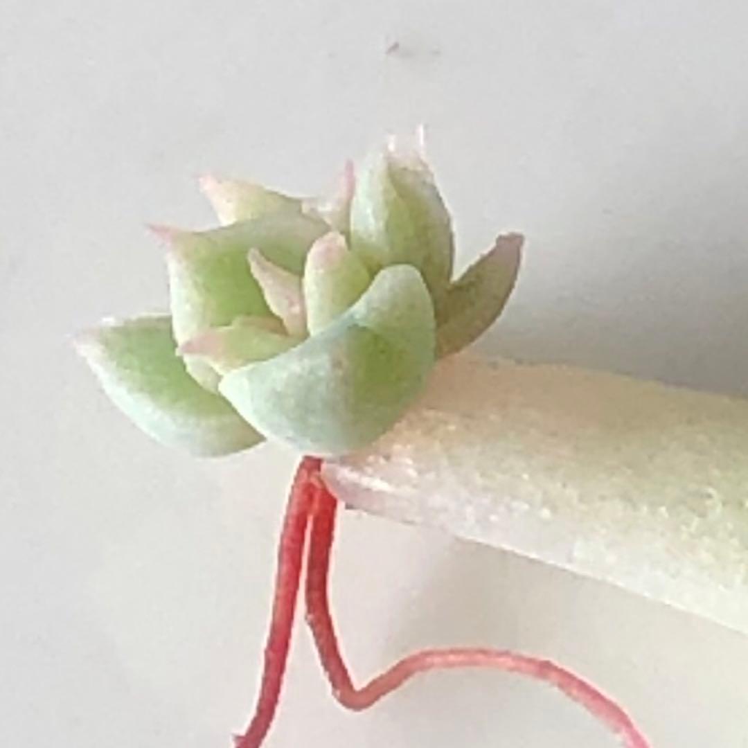 専用！多肉植物^o^ 希少❣️葉挿し赤ちゃんマーガレットレッピン錦