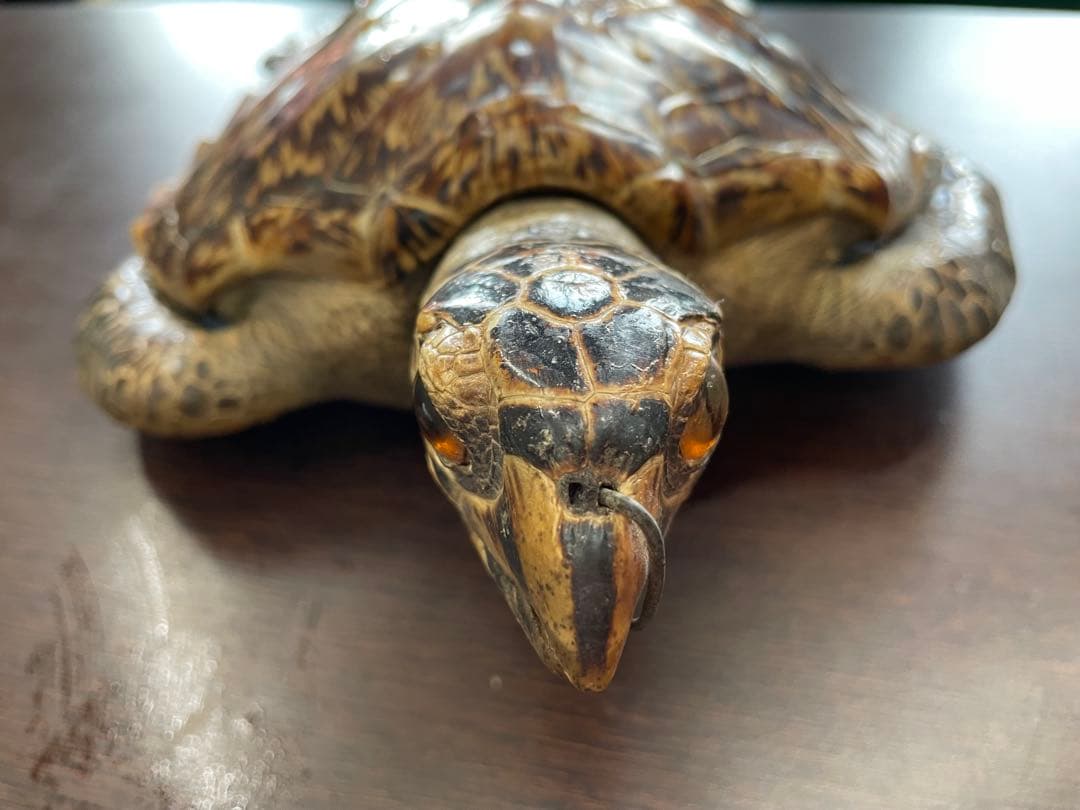 タイマイ　ウミガメ剥製