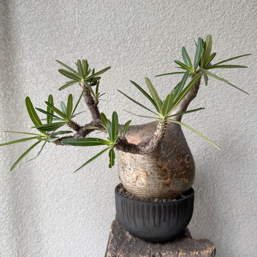 【現地球・発根済み】パキポディウム・グラキリス 極太塊根 迫力のフォルム