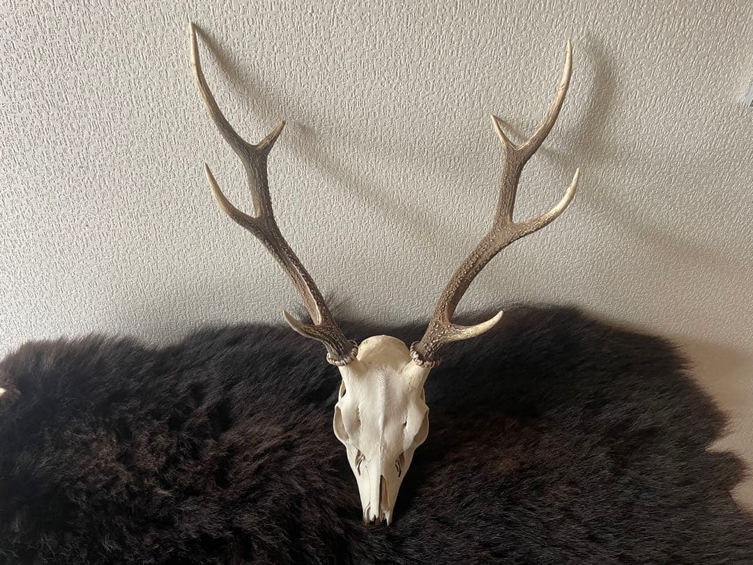ニホンジカの頭骨　九州産