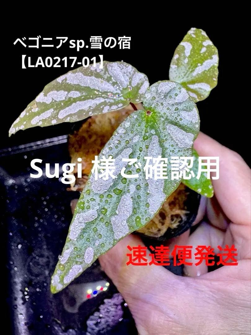 Begonia ベゴニアsp.雪の宿【LA0217-01】　原種