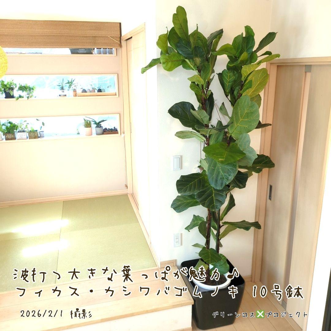 【高橋涼介LOVE⚠群馬県】フィカス・カシワバゴムノキ10号鉢