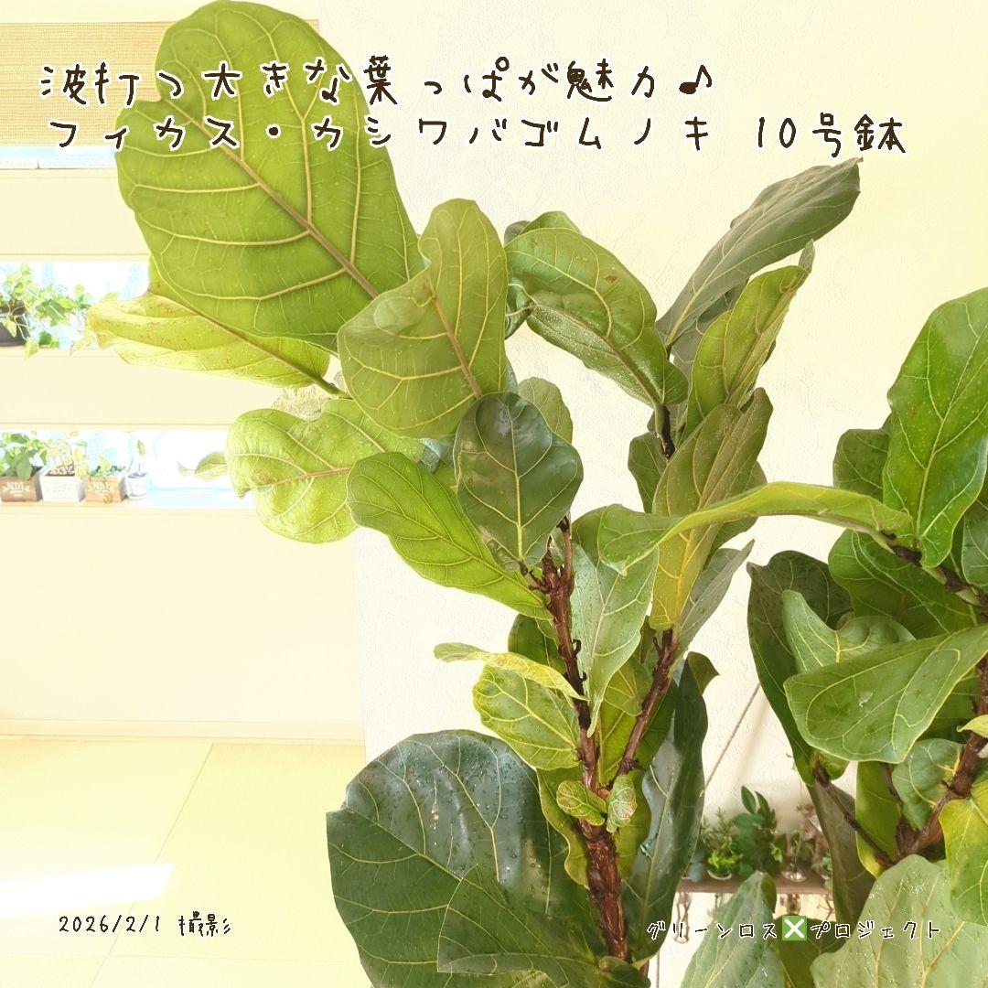 【高橋涼介LOVE⚠群馬県】フィカス・カシワバゴムノキ10号鉢
