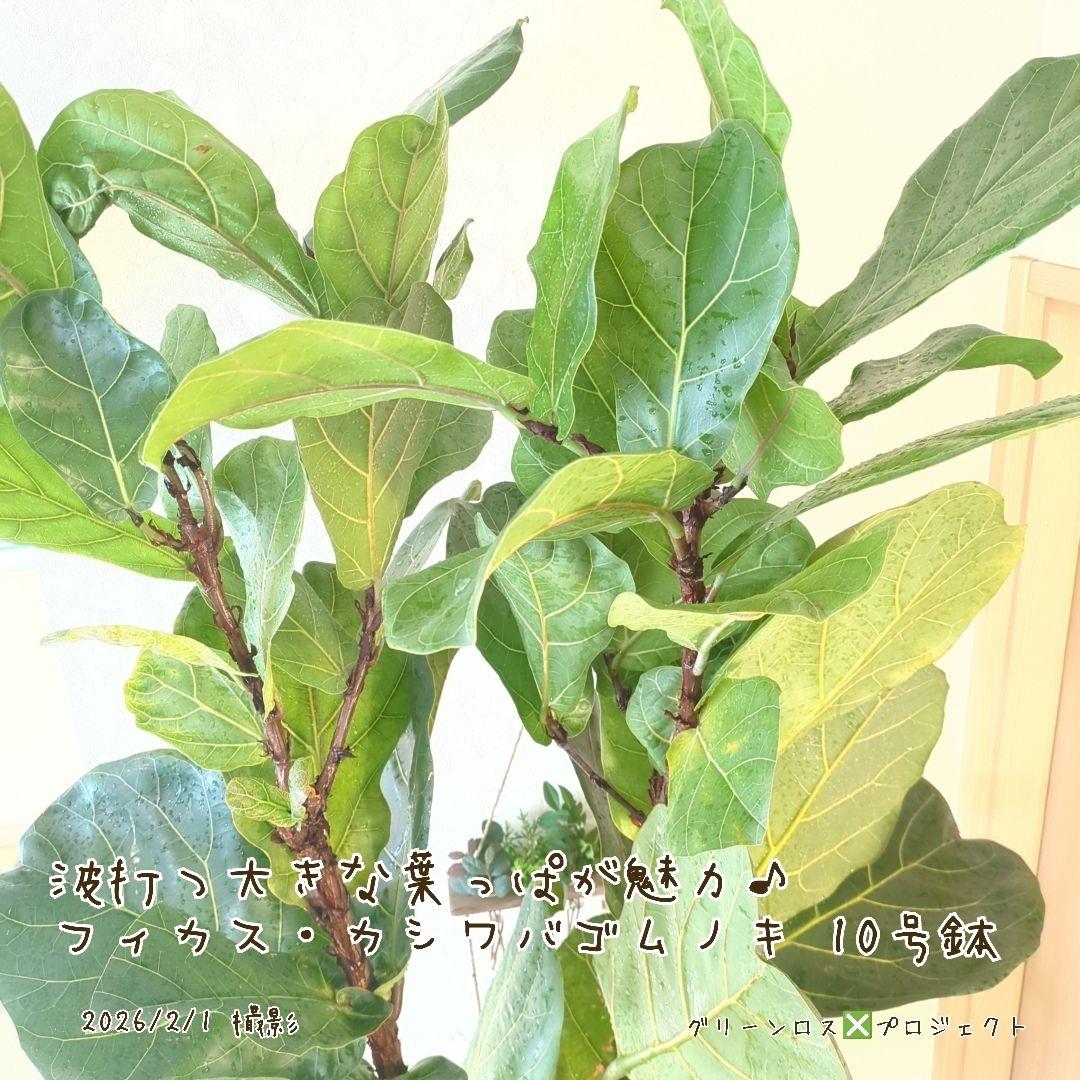 【高橋涼介LOVE⚠群馬県】フィカス・カシワバゴムノキ10号鉢