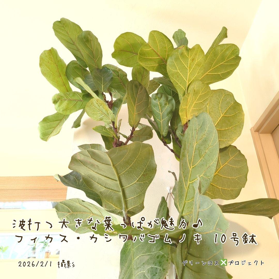 【高橋涼介LOVE⚠群馬県】フィカス・カシワバゴムノキ10号鉢