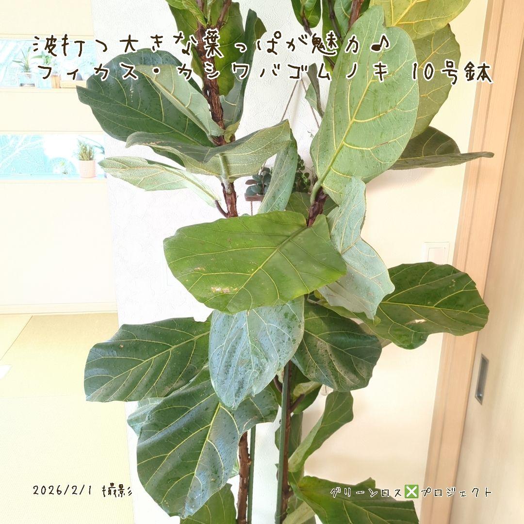 【高橋涼介LOVE⚠群馬県】フィカス・カシワバゴムノキ10号鉢