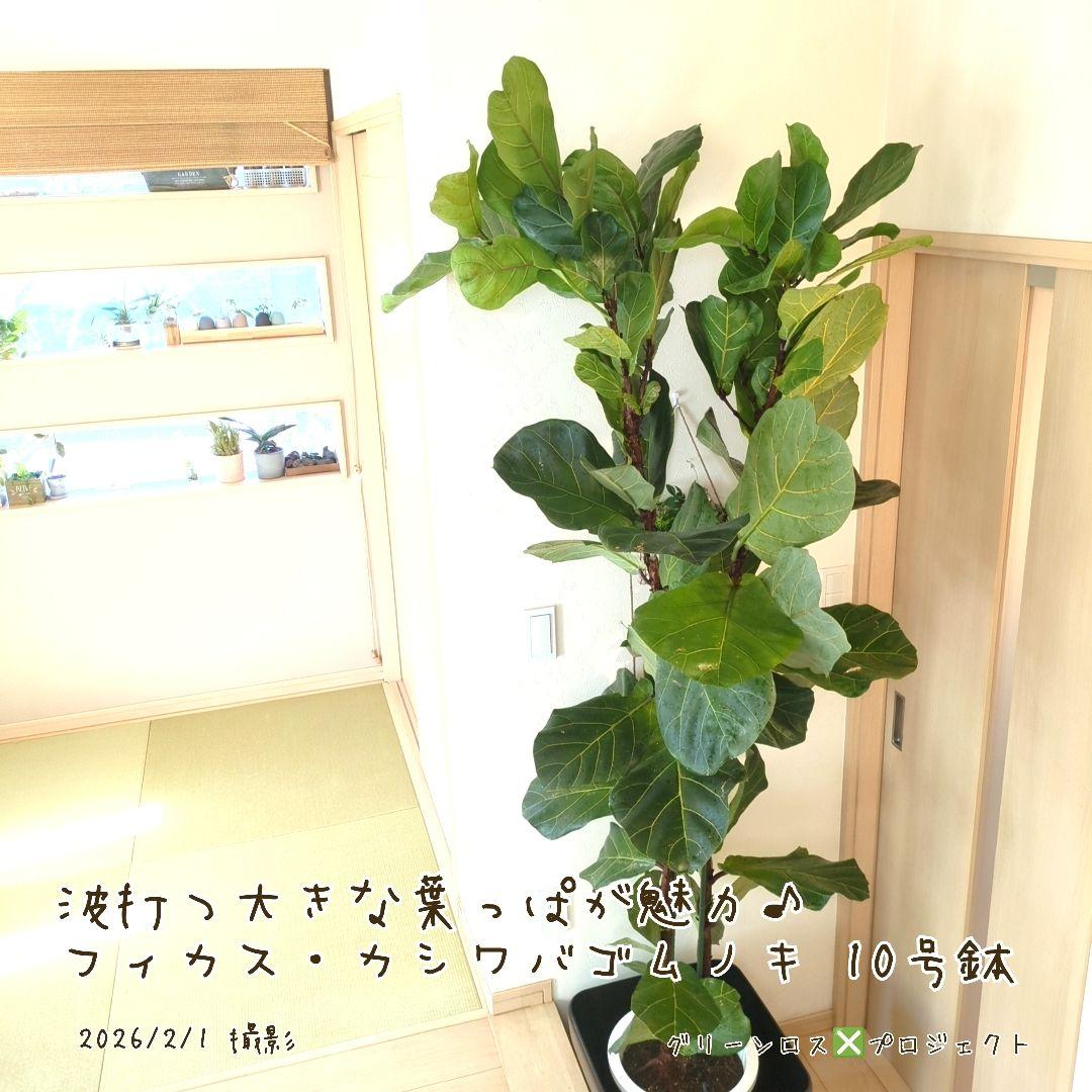 【高橋涼介LOVE⚠群馬県】フィカス・カシワバゴムノキ10号鉢