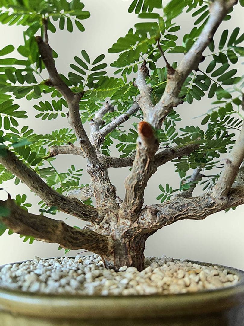 センナ・メリディオナリス　美樹形　伝市鉢付き　塊根／コーデックス