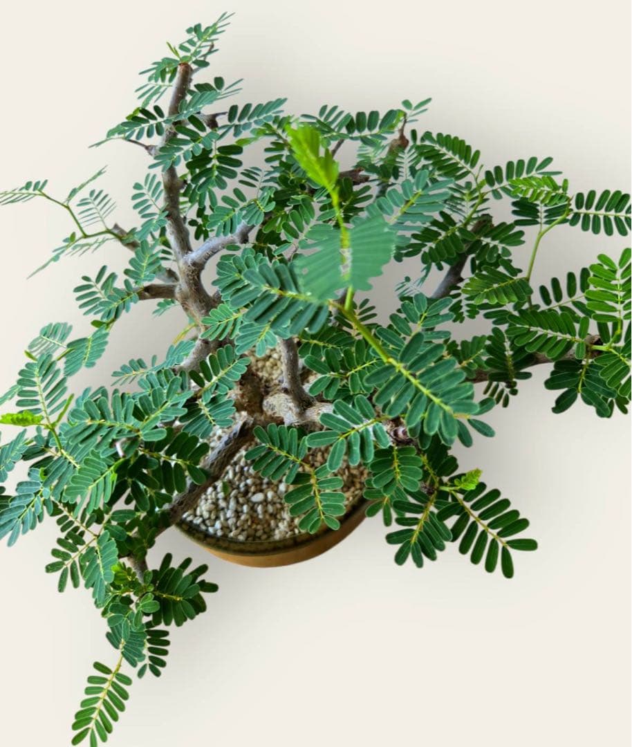 センナ・メリディオナリス　美樹形　伝市鉢付き　塊根／コーデックス