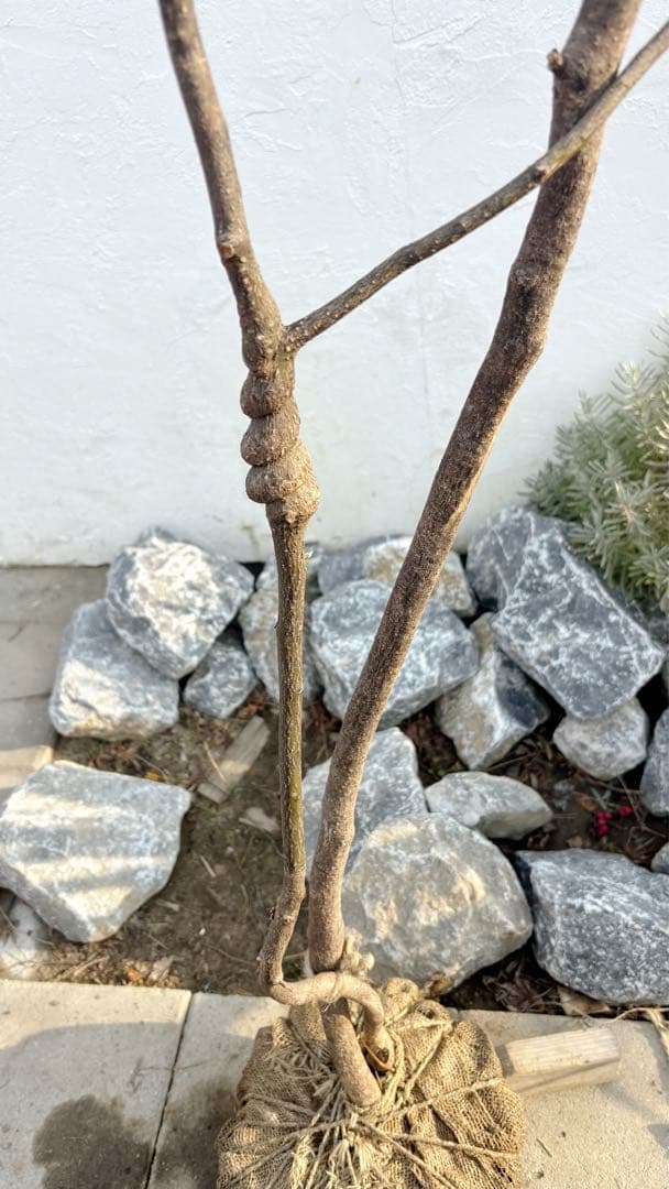 特大。山採りクロモジ3.4M(鉢底から)