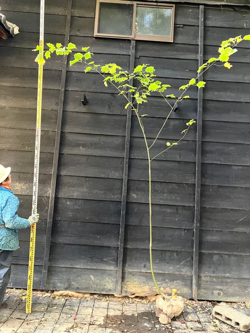 山採り　ウリハダカエデ