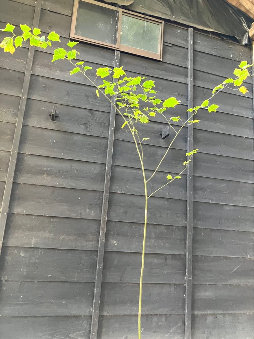 山採り　ウリハダカエデ