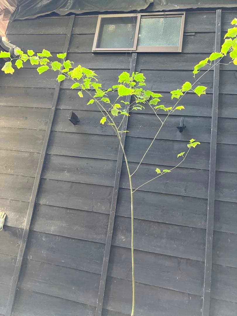 山採り　ウリハダカエデ