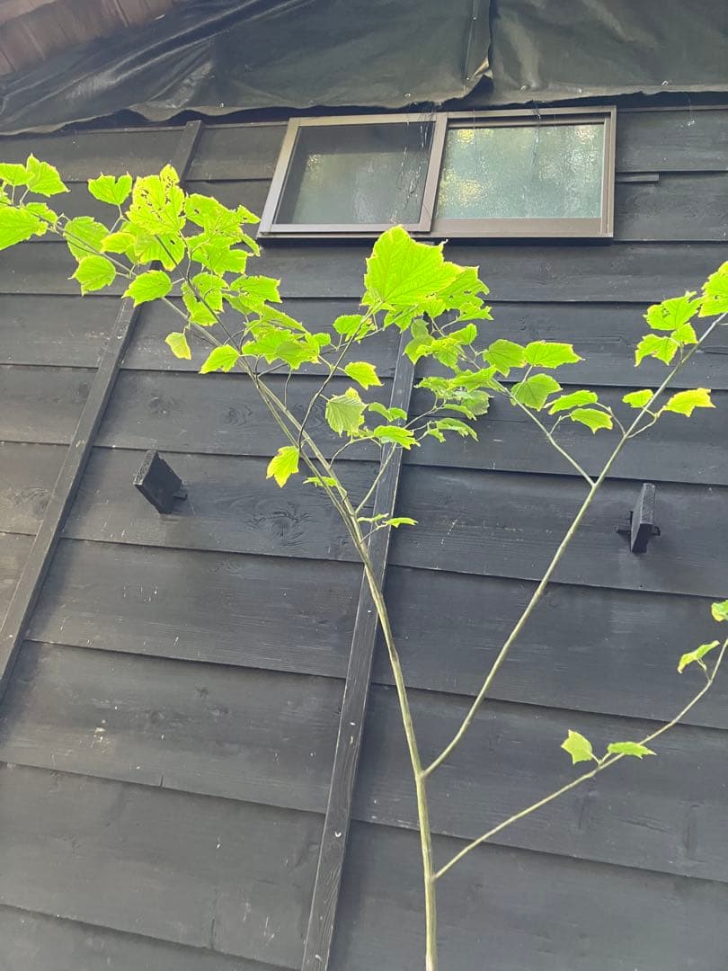 山採り　ウリハダカエデ