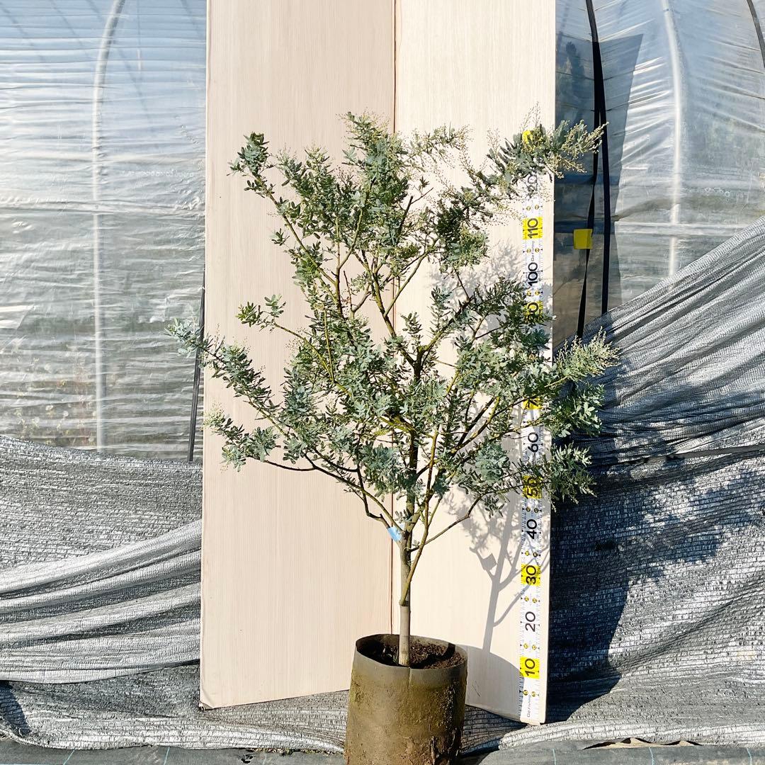 mycoさん　専用　ミモザアカシア　/ 906