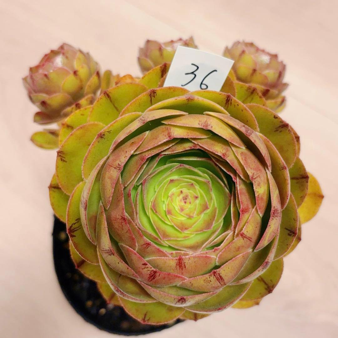 36#植物アエオニウム❤️ハロウィンブラック糸引き锦❤️1大頭3小頭14cm拨き苗