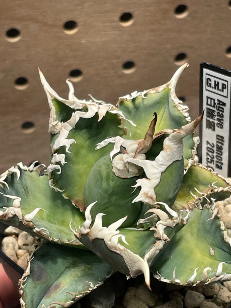 T*K様 アガベ　チタノタ　白幽霊　鉢のままメルカリ便発送