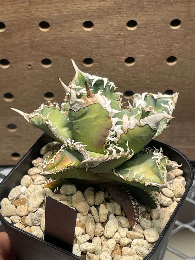 T*K様 アガベ　チタノタ　白幽霊　鉢のままメルカリ便発送