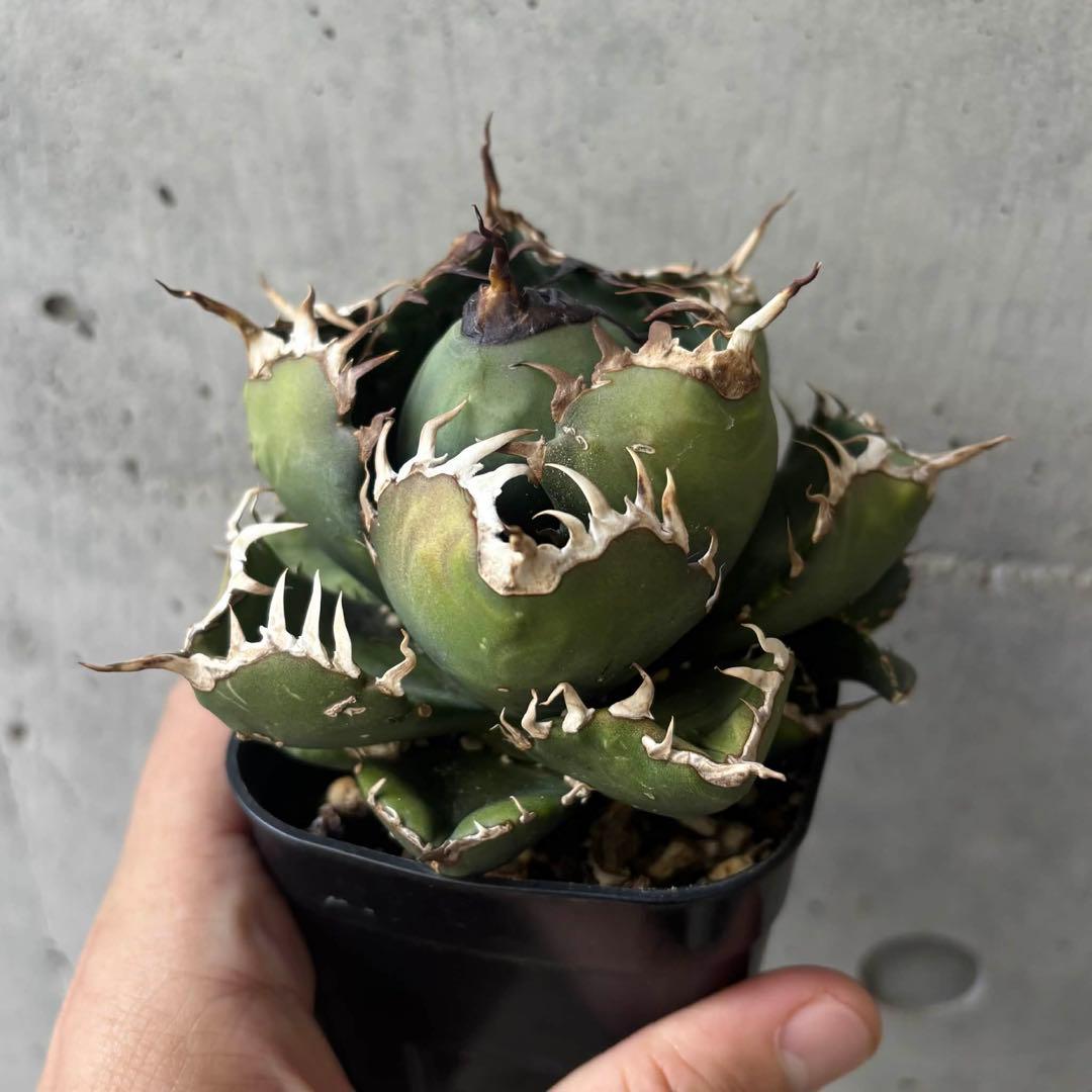 アガベ　オテロイ　王蟲　(オアハカ採取の種からの実生) 子株付き