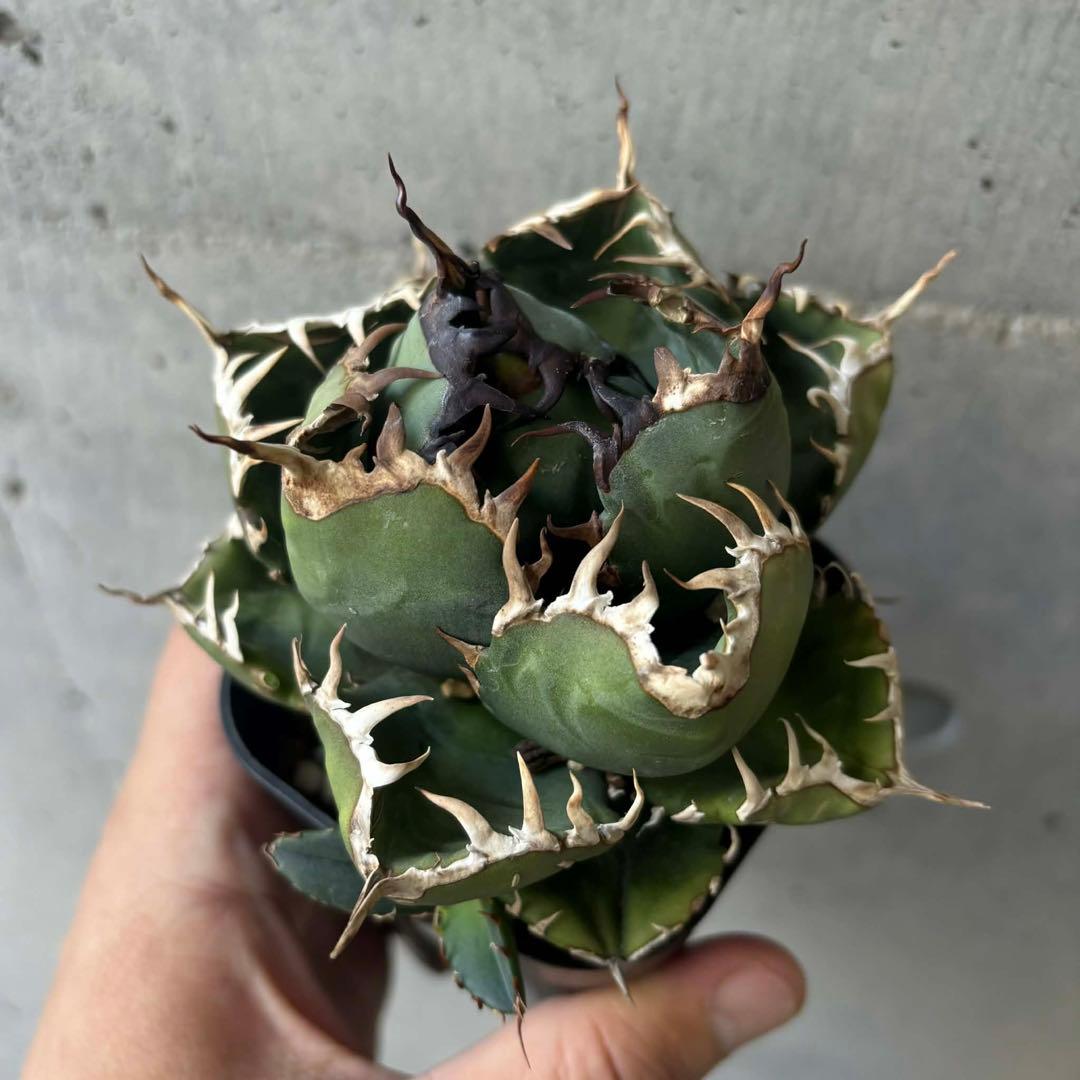 アガベ　オテロイ　王蟲　(オアハカ採取の種からの実生) 子株付き