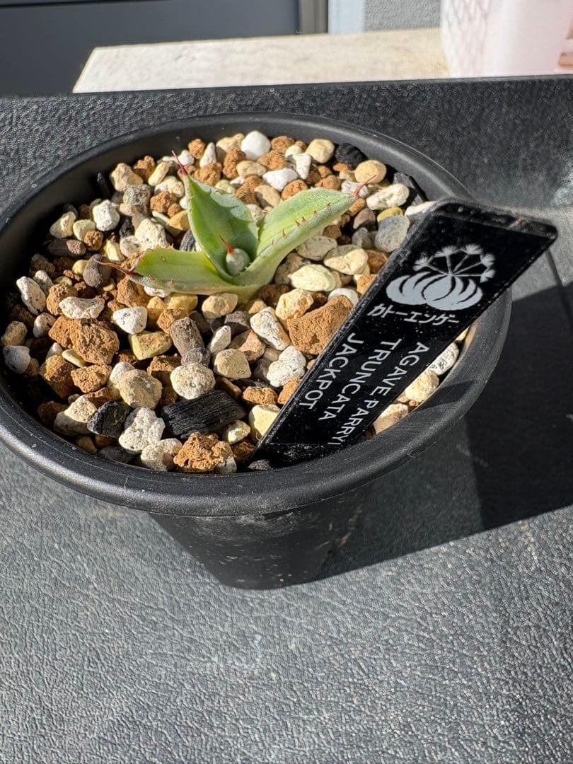 アガベ　パリー　トランカータ　〝ジャックポット〟