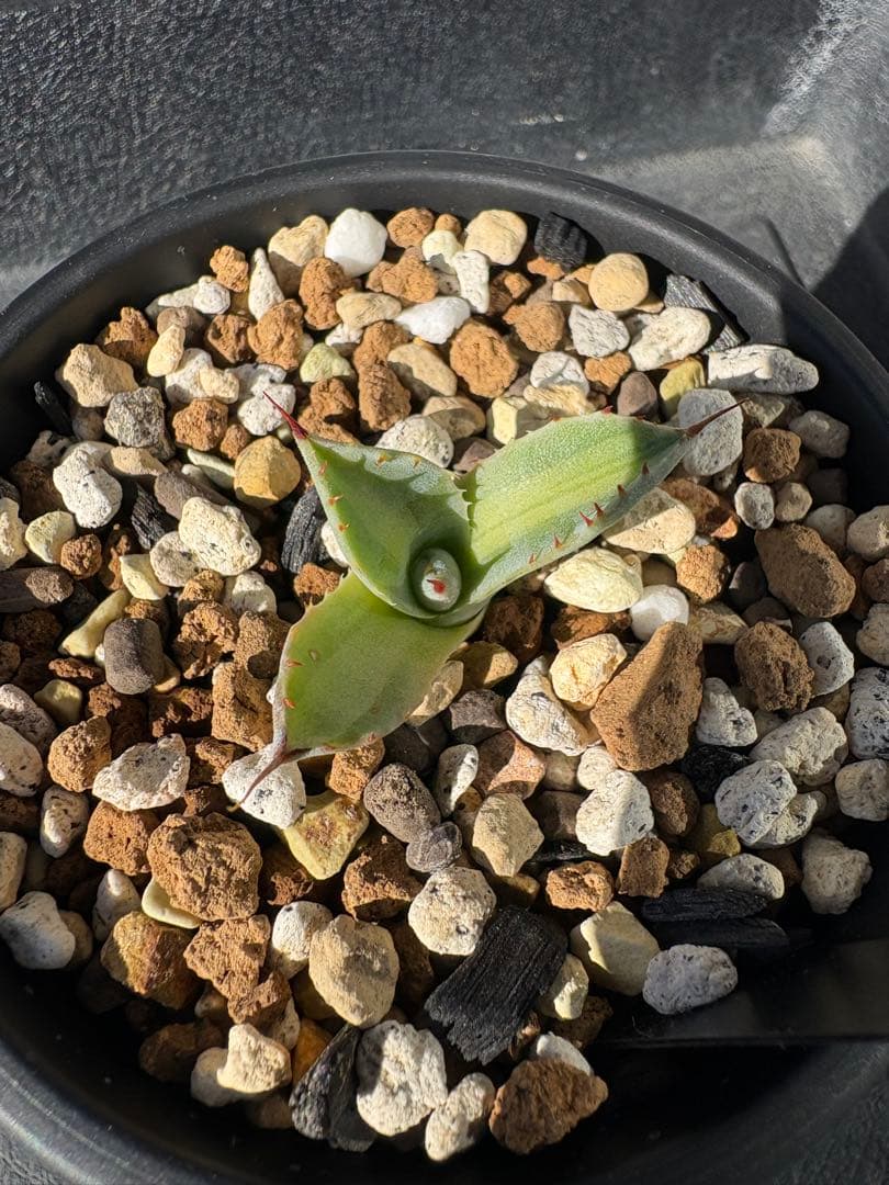 アガベ　パリー　トランカータ　〝ジャックポット〟