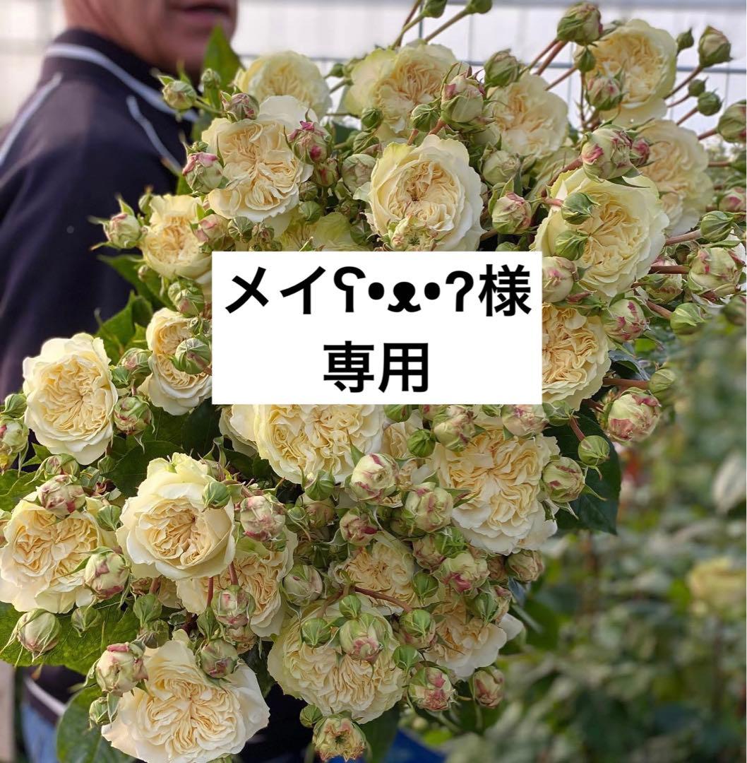 切花品種　挿し木　専用