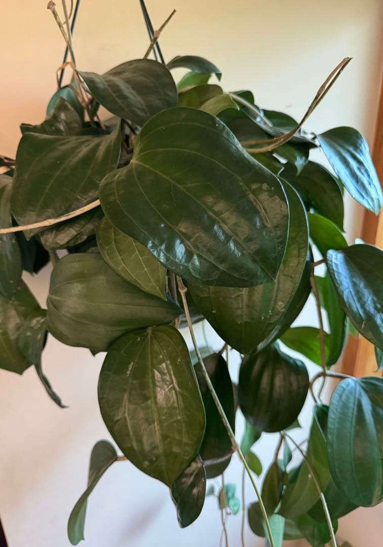 特大サイズ　ホヤ　グラブラ　8号　ハンギング　吊り鉢