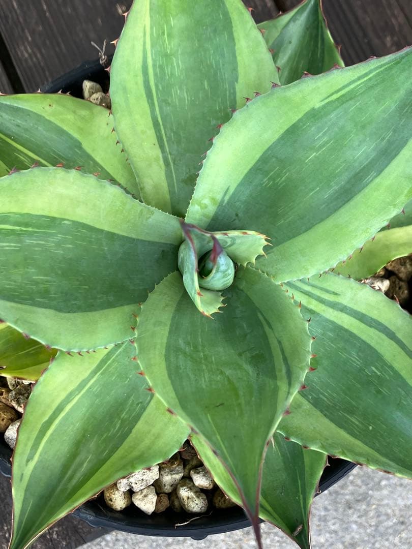 アガベ　オバティフォリア　キラー　中株【特選US株】