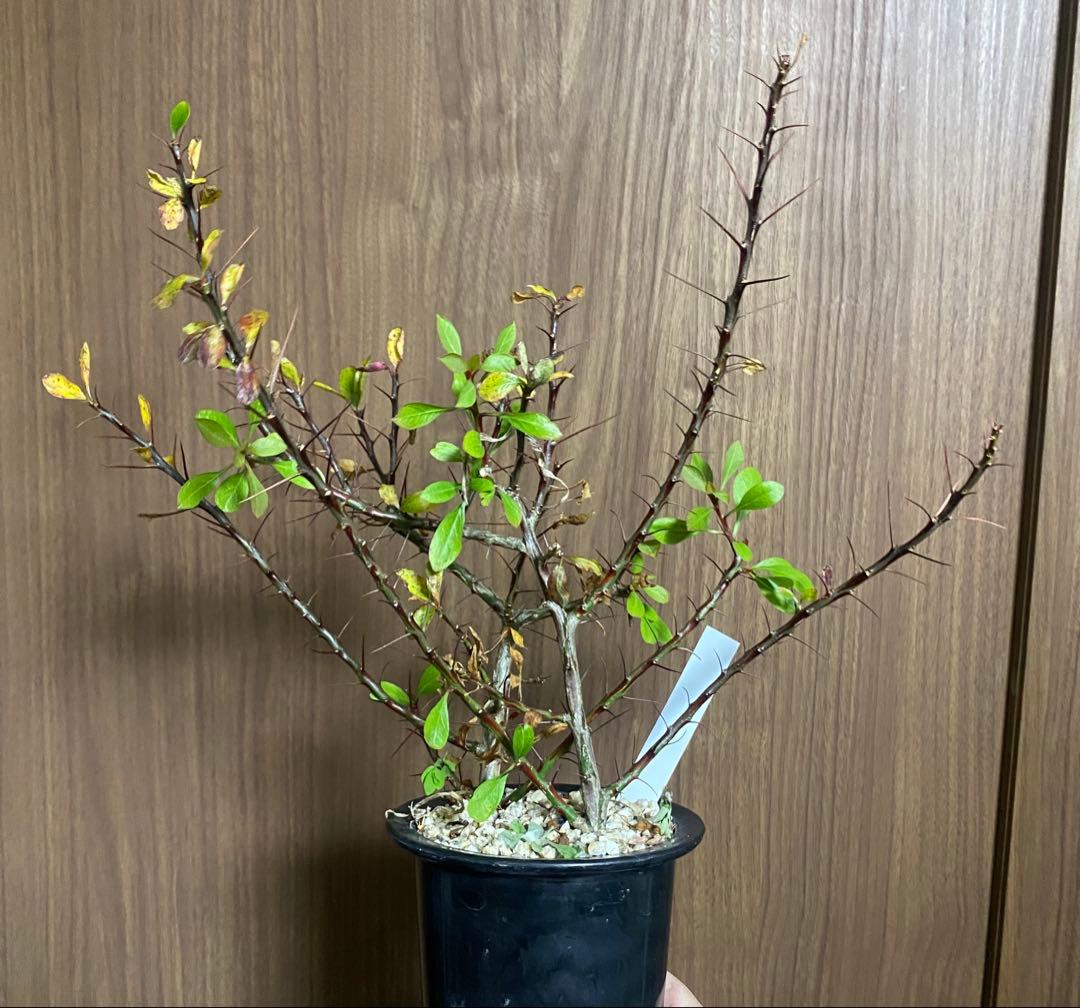 フォークイエリア　プルプシー×ファシクラータ　ハイブリッド　挿し木　2本