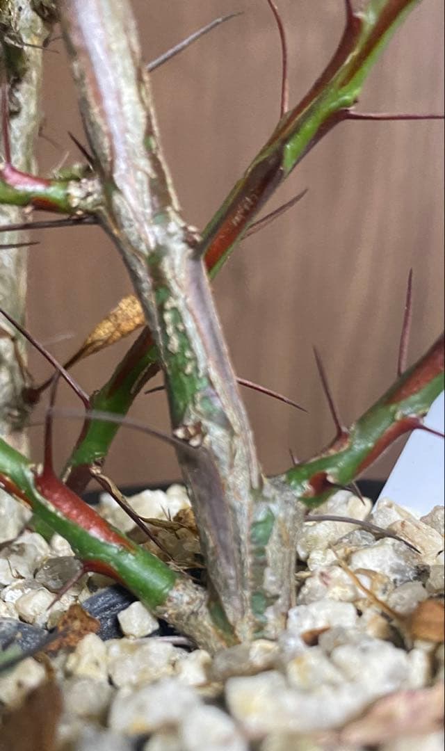 フォークイエリア　プルプシー×ファシクラータ　ハイブリッド　挿し木　2本