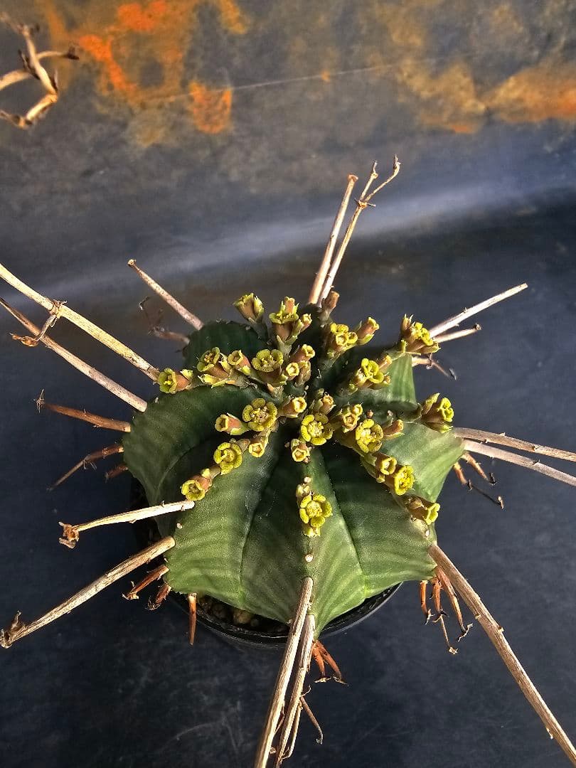 メルカリ便発送☆ユーフォルビア スーパーバリダ 白老交配