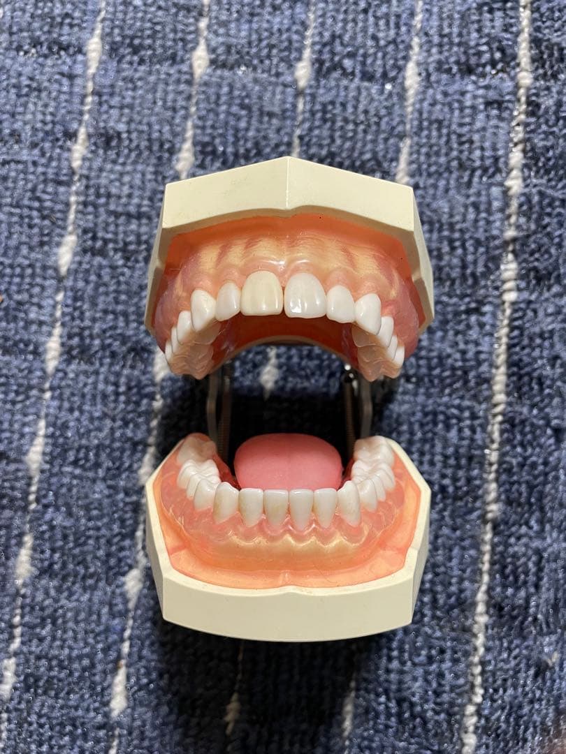 歯科 額模型 一式