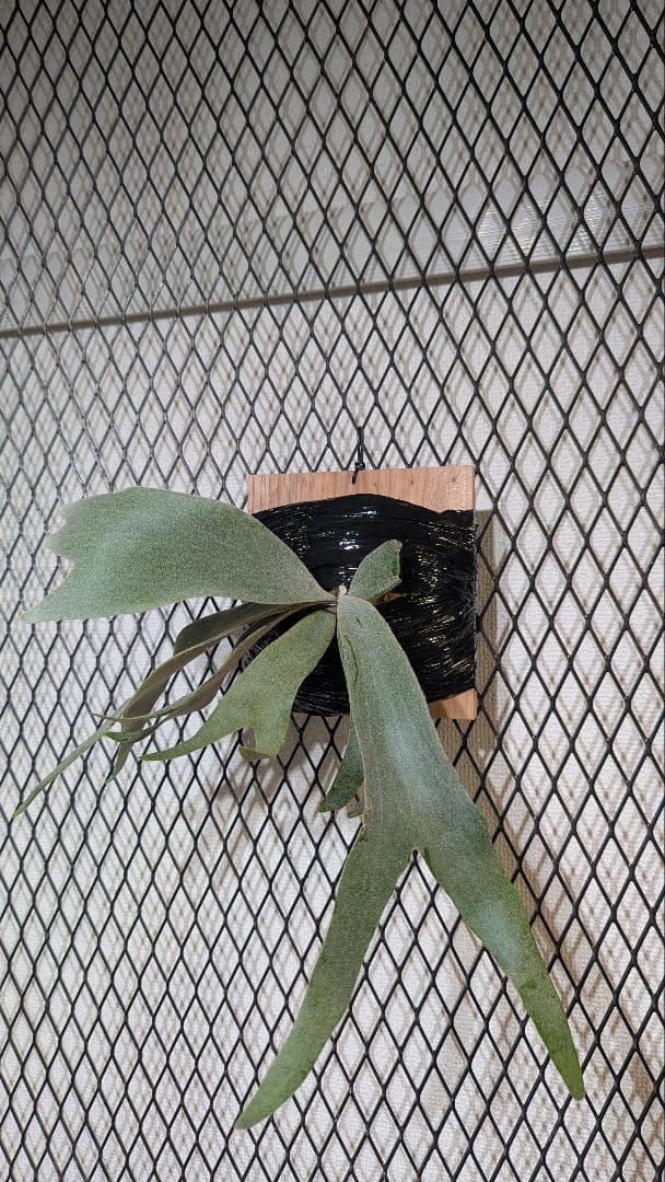 willinckii Crown／ロイヤルクラウン／ウィリンキー／子株