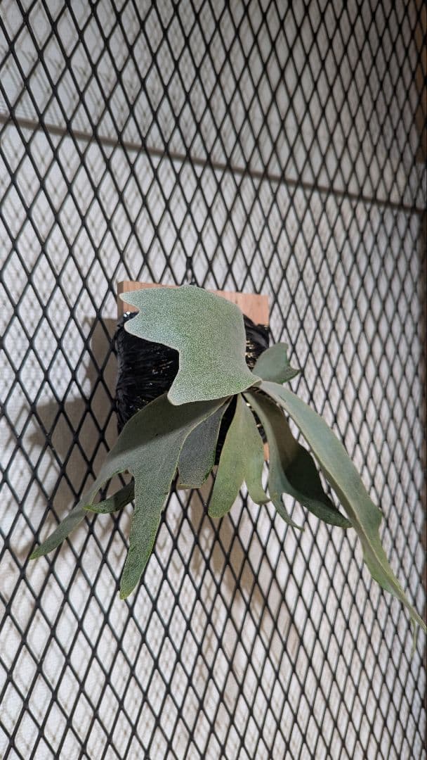 willinckii Crown／ロイヤルクラウン／ウィリンキー／子株