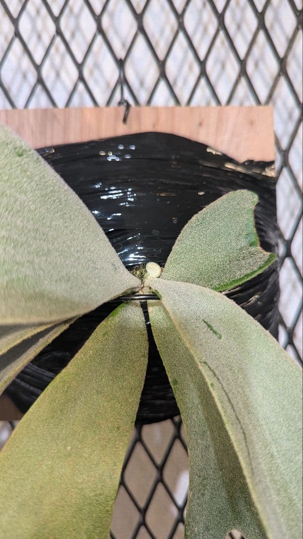 willinckii Crown／ロイヤルクラウン／ウィリンキー／子株