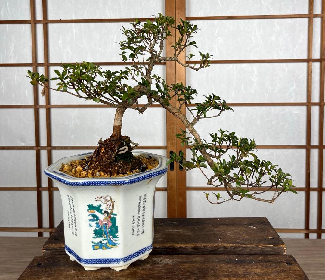 【皐月(さつき)】 \