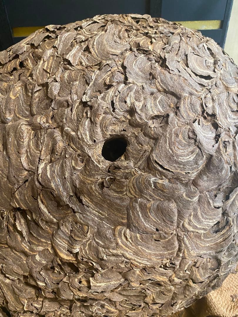 雀蜂の巣 スズメバチ ガラスケース　ハチの巣 オルゴール付きの木箱