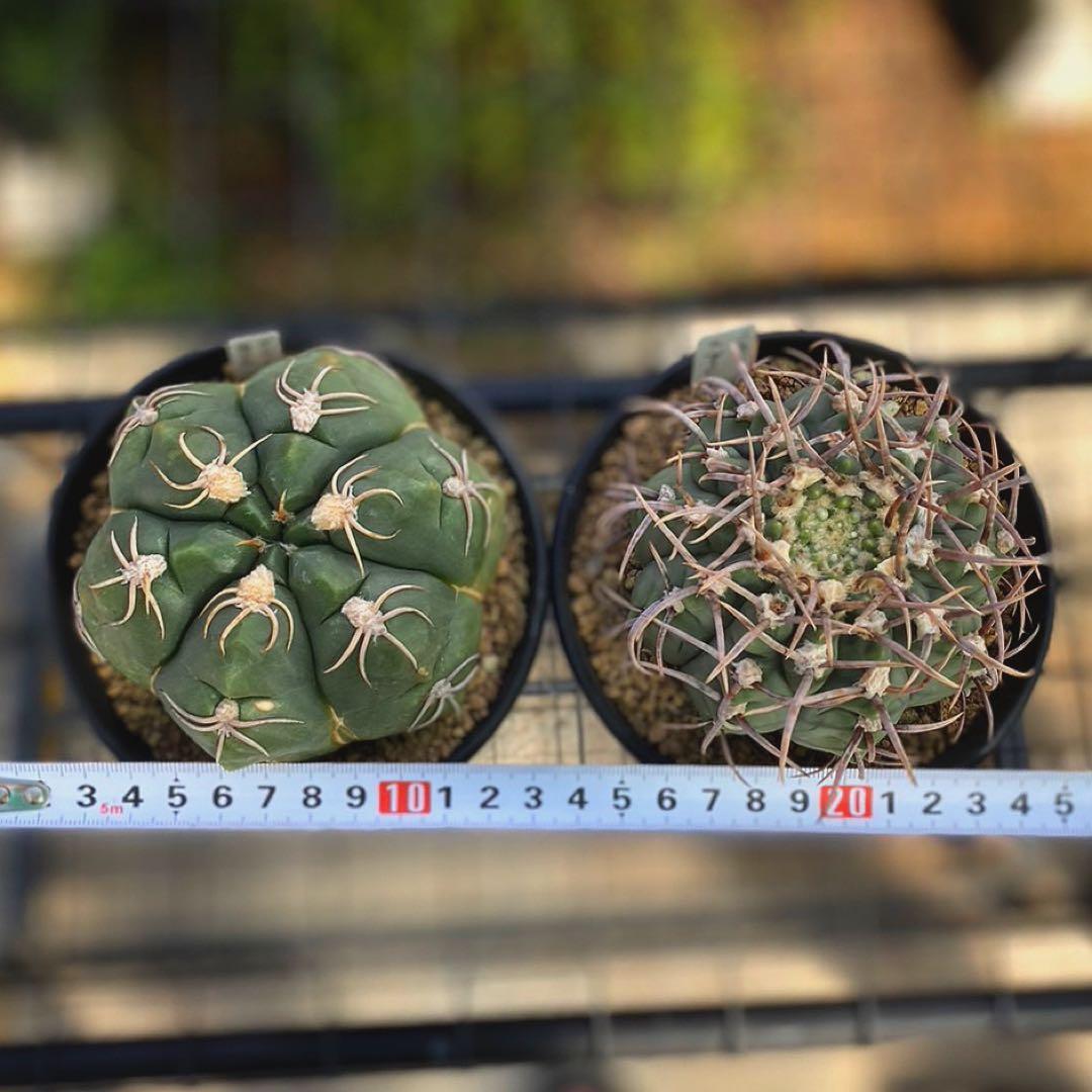 ギムノカリキウム　バッテリー　海王丸　サボテンセット