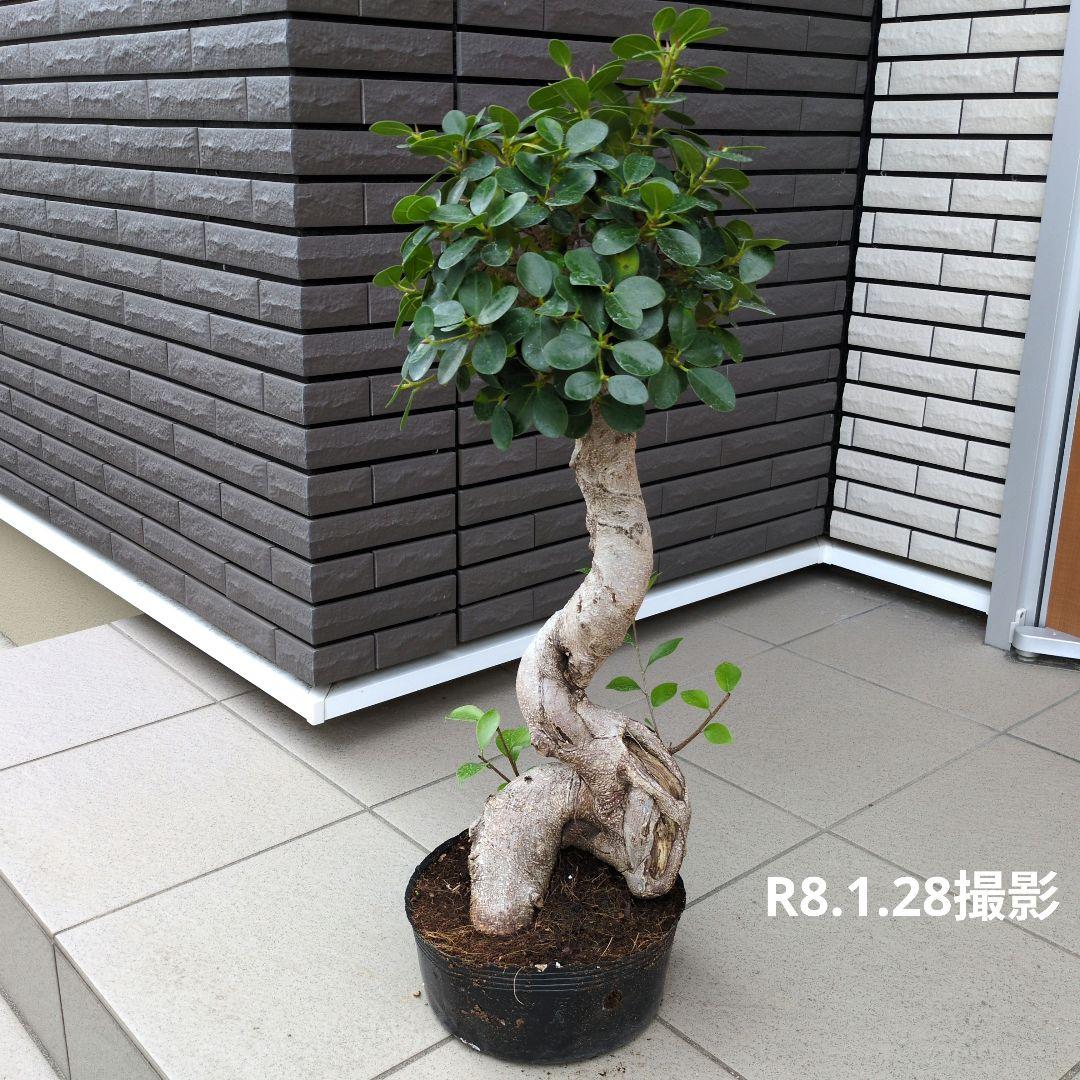 観葉植物　パンダガジュマル　８号ポット　多幸の木　Ｂ