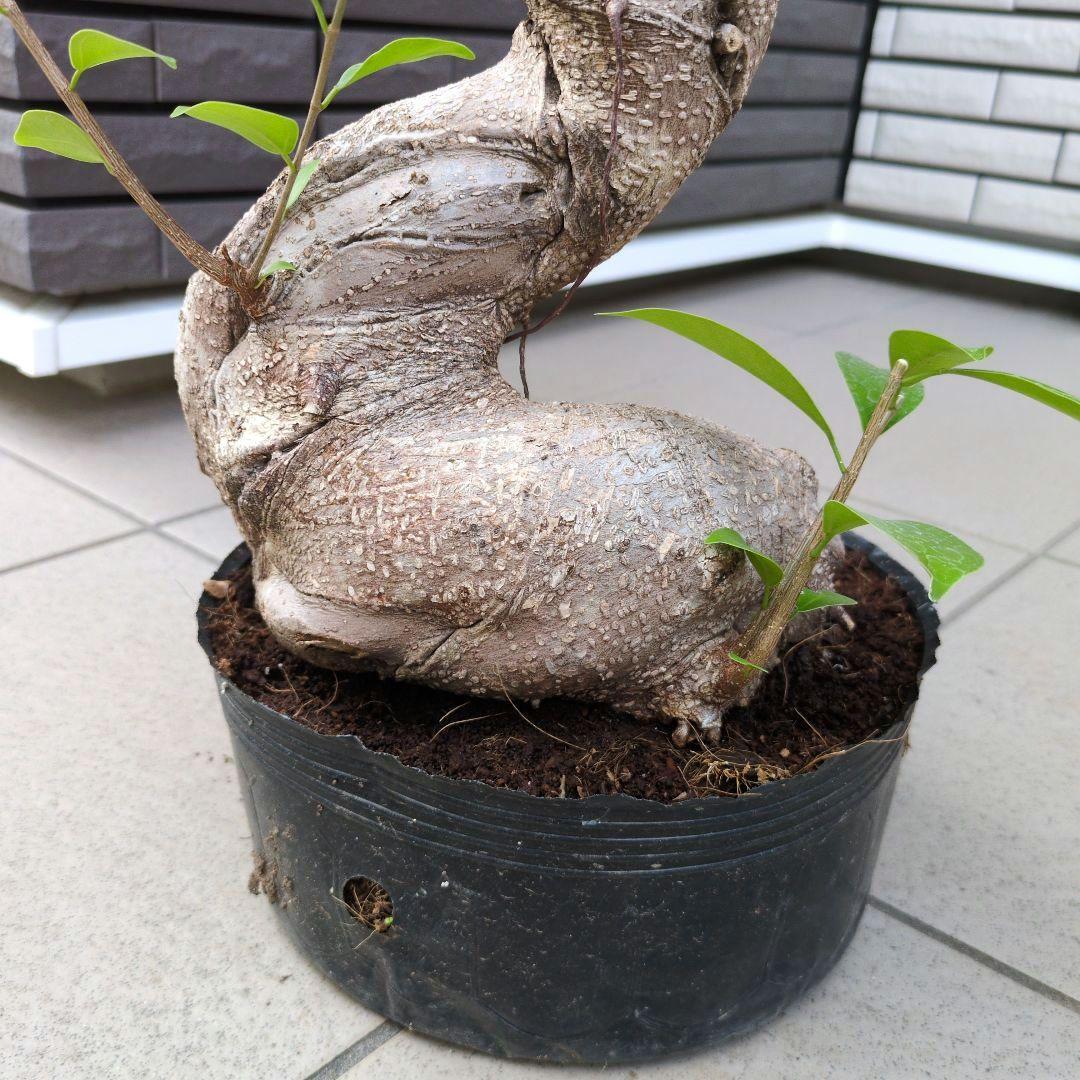 観葉植物　パンダガジュマル　８号ポット　多幸の木　Ｂ