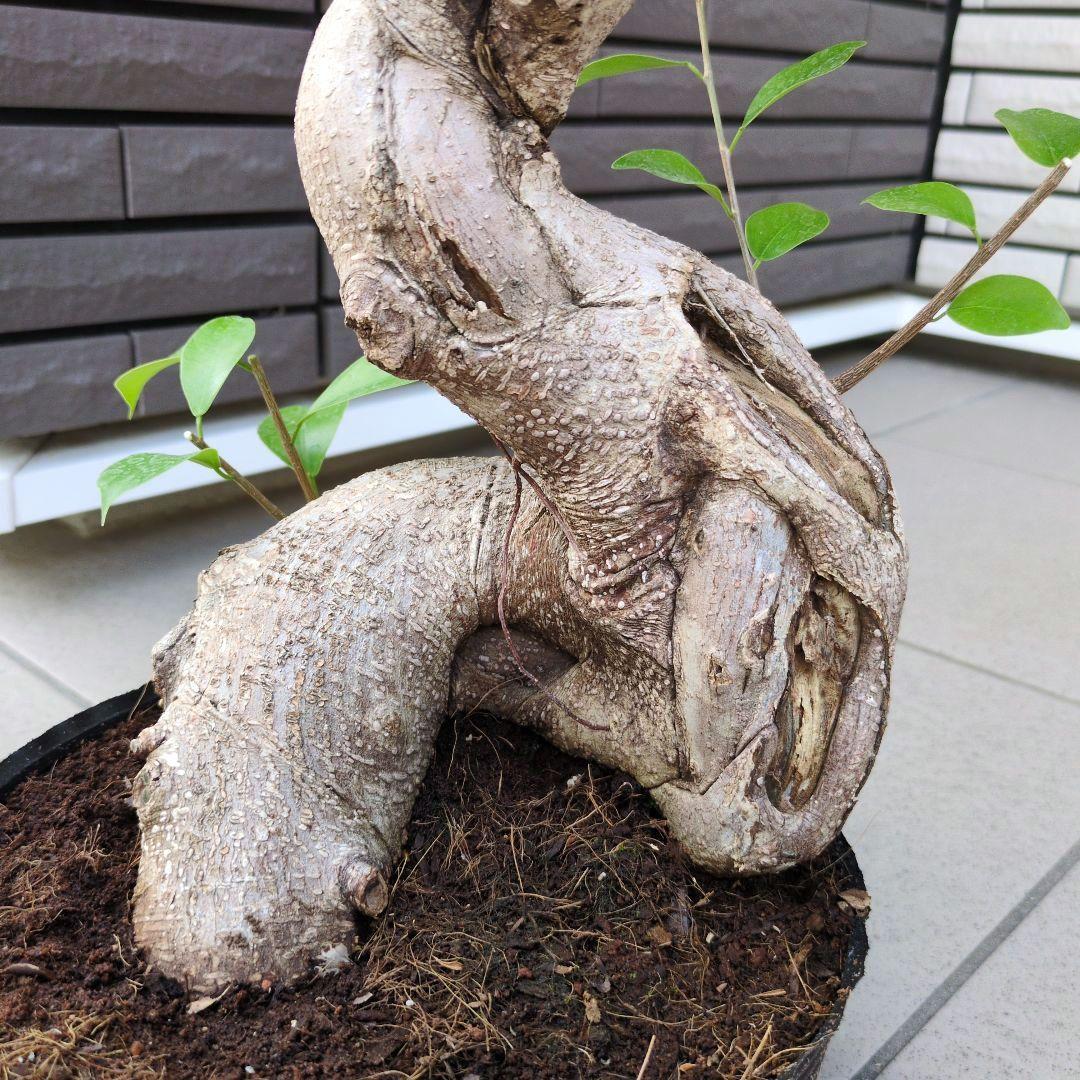 観葉植物　パンダガジュマル　８号ポット　多幸の木　Ｂ