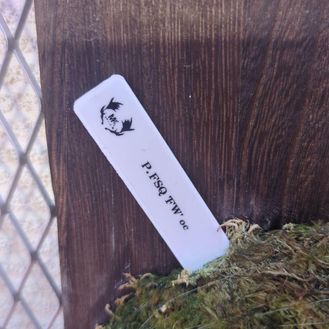 わ*ち様 【期間限定出品】P.FSQ 'FW' oc/ビカクシダ